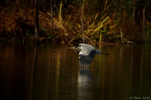 2015-11-03/shiba
shiba   [Faune sauvage]
