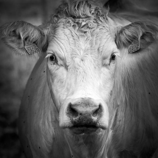 2015-10-13/galuchar
galuchar  [Animaux domestiques ou captifs]
