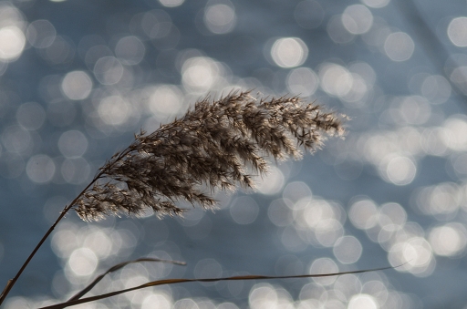 2015-12-29/tequilla2904
tequilla2904  [Flore et Botanique]
