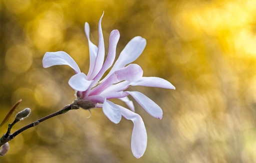 2016-04-11/TOFTOF
TOFTOF   [Flore et Botanique]
