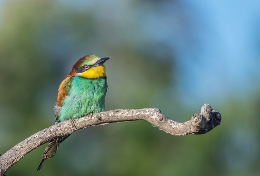 2016-05-24/phoenix1366
phoenix1366   [Faune sauvage]
