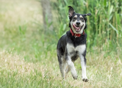 2016-06-07/phoenix1366
phoenix1366    [Animaux domestiques ou captifs]
