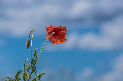 2016-06-21/phoenix1366
phoenix1366   [Flore et Botanique]
