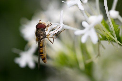 2016-06-25/TOFTOF
TOFTOF   [Macro et proxiphotographie nature]
