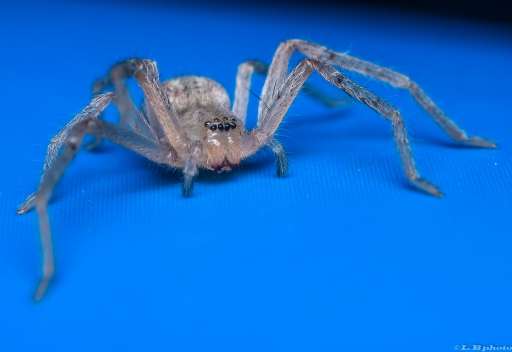 2016-09-13/phoenix1366
phoenix1366    [Macro et proxiphotographie nature]
