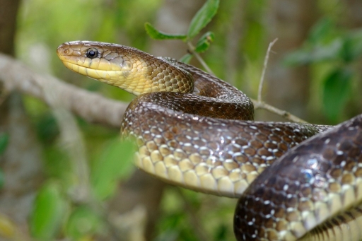 2016-05-16/david81
david81   [Faune sauvage] 
