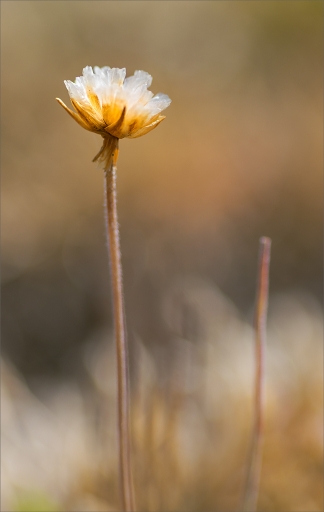 2015-06-20/Kobaia
Kobaia [ Fleurs ]
