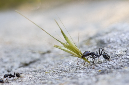 2015-06-16 / miczfr
miczfr [ Macro et proxi-photo ]
