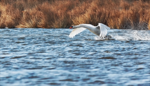 2017-03-16/Kobaia
Kobaia   [Faune sauvage]
