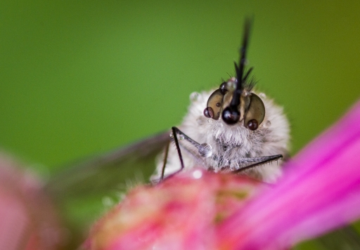 2016-05-07/miczfr
miczfr   [Macro et proxiphotographie nature]

