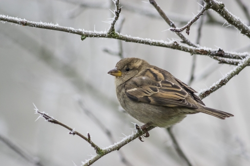 2016-02-10/galuchar
galuchar  [Faune sauvage] 

