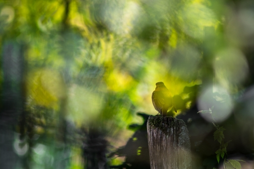 2015-11-07/galuchar
galuchar   [Faune sauvage]
