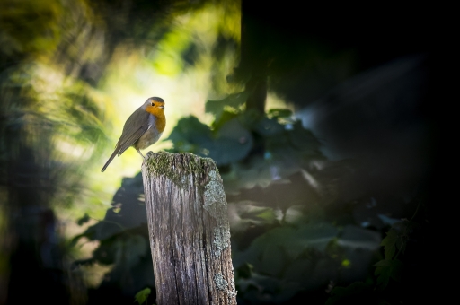 2016-02-13/galuchar
galuchar  [Faune sauvage] 
