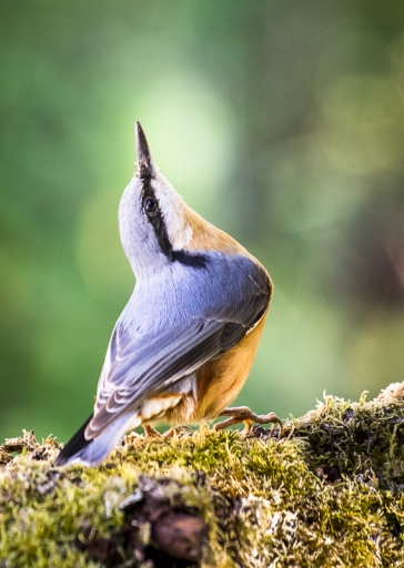 2016-01-05/galuchar
galuchar  [Faune sauvage]
