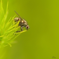 Nom du fichier=150508073011780869.jpg
Taille du fichier=314Ko
Dimensions : 800x800
Ajouté le : 08 Mai 2015 150508073011780869.jpg