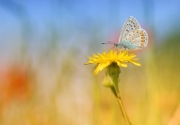 Nom du fichier=150511064114475609.jpg
Taille du fichier=81Ko
Dimensions : 1024x716
Ajouté le : 11 Mai 2015 150511064114475609.jpg