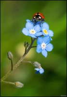 Nom du fichier=160509082655584983.jpg
Taille du fichier=322Ko
Dimensions : 700x1007
Ajouté le : 10 Mai 2016 160509082655584983.jpg