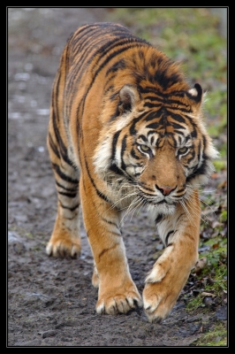 2010-02-13 / SCALPA
par: SCALPA - [ zoo & parcs animaliers ]
