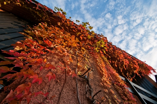 2010-11-07  /   Pech_les oies
Par :  Pech_les oies  -[ Arbres / Forets / Vegetations ] -
