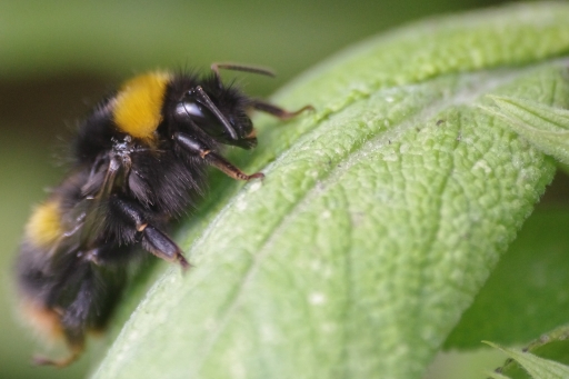 2012-06-17  /  tchwouing
Par: tchouwing  [ Macro et proxi-photo ]
