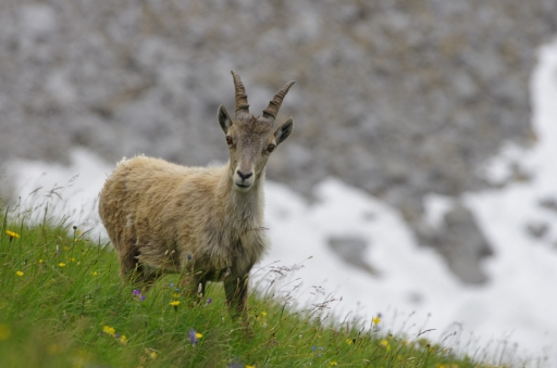 2012-07-22  /  Hermes
Par: Hermes  [ Faune sauvage ]
