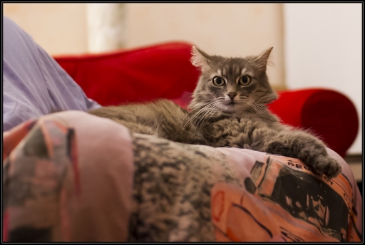 2012-06-16  /   guepard
Par: guepard  [ Animaux de compagnie ]
