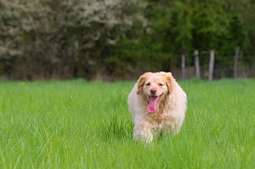 2012-04-28  Fred74
Par:  Fred74  [ Animaux de compagnie ]
