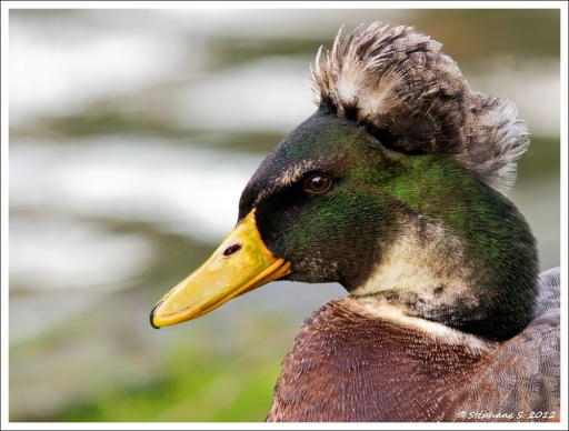 2012-01-15  /  MouLaG Ofr
Par:  MouLaG Ofr  - [ Faune sauvage ] -
