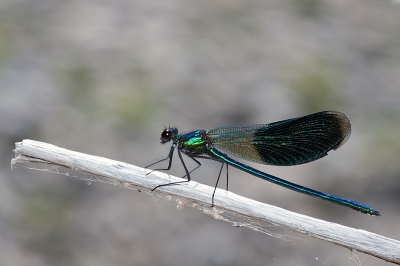 2010-08-01  /  tryphon
Par:  tryphon   - [ Macro  et proxi-photo ]  -
