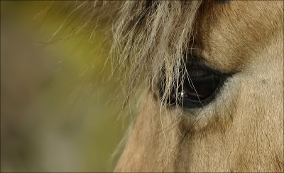 2010-02-21  /  jocar
par:  jocar - [ Chevaux ]
