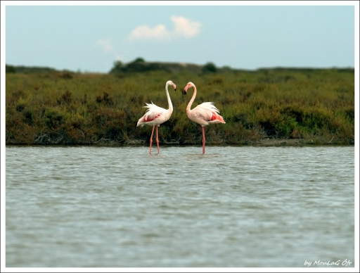 2010-11-13    /  MouLag Ofr
Par :  MouLag Ofr  - [ Faune sauvage ] -
