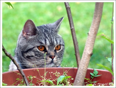 2010-04-04  /  MouLaG Ã”fr
Par:  MouLaG Ofr  -  [ Animaux de compagnie ]

