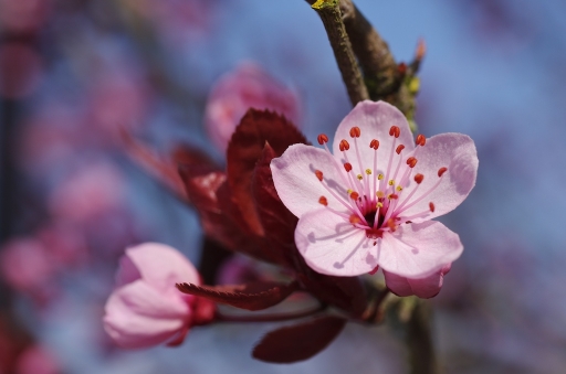 2011-03-05  -  Marceline
Par:  Marceline  - [ Fleurs ]  -
