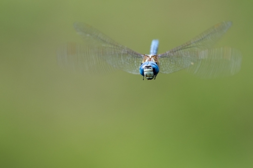 Aout 2012   irish_mike
Aout 2012 - irish_mike
