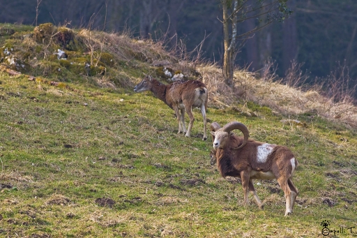 mars  2012  -  NeroPsylo
mars  2012  -  NeroPsylo
