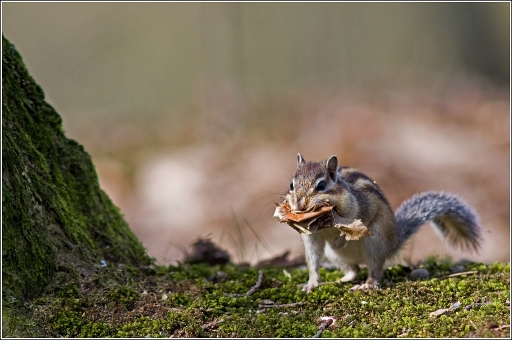 mars  2012  -  Poupa_78
mars  2012  -  Poupa_78
