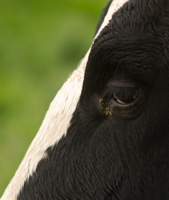 2010-10-24  /  Gko
Par:  Gko  - [ Animaux de la ferme ]
