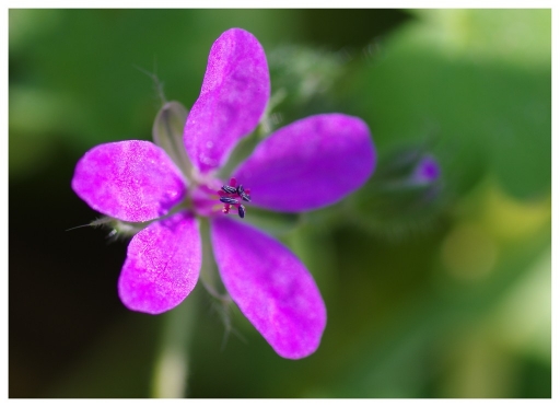 janvier  2012   Olilignan
Janvier 2012 - Olilignan
