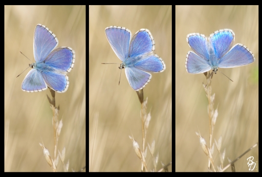 Aout 2012  birgd
Aout 2012 - birgd
