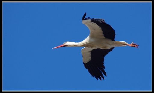 Février 2012   Olilignan
Fevrier 2012  Olilignan
