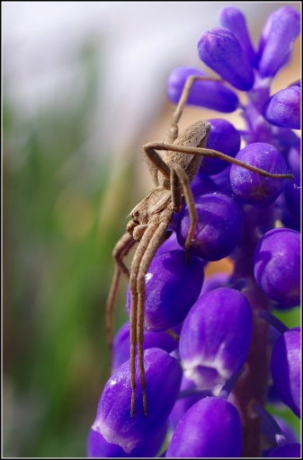 2011-04-03 / Gko
Par:  Gko   dans - [Macro et proxi-photo] -
