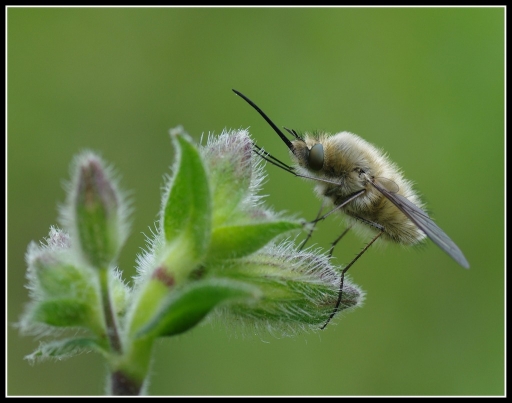 2012-04-29  olilignan
Par: olilignan  [ Macro et proxi-photo ]
