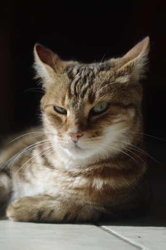 2011-08-16  /  lenou
Par: lenou  - [ Animaux de compagnie ] -
