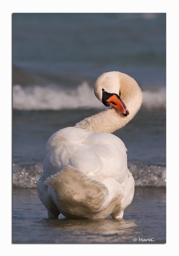 fevrier  2012  -  randos74
fevrier  2012  -  randos74
