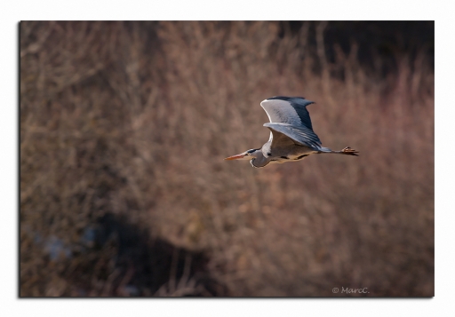 mars 2012 -  randos74
Mars 2012 - randos74
