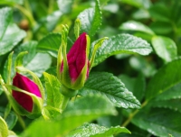 Nom du fichier=imgp0893v.jpg
Taille du fichier=203Ko
Dimensions : 800x609
Ajouté le : 21 Mai 2011 imgp0893v.jpg