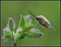 Nom du fichier=imgp9622s.jpg
Taille du fichier=173Ko
Dimensions : 1024x807
Ajouté le : 28 Avril 2012 imgp9622s.jpg