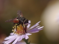 Nom du fichier=mouch.jpg
Taille du fichier=181Ko
Dimensions : 800x594
Ajouté le : 09 Octobre 2010 mouch.jpg