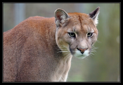 2010-01-10 / SCALPA
Par: SCALPA - [ Zoo & parcs animaliers ]
