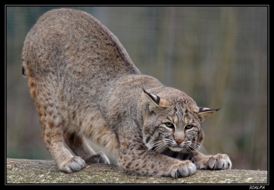 2010-02-20 / SCALPA
Par: SCALPA - [ Zoo & parcs animaliers ]
